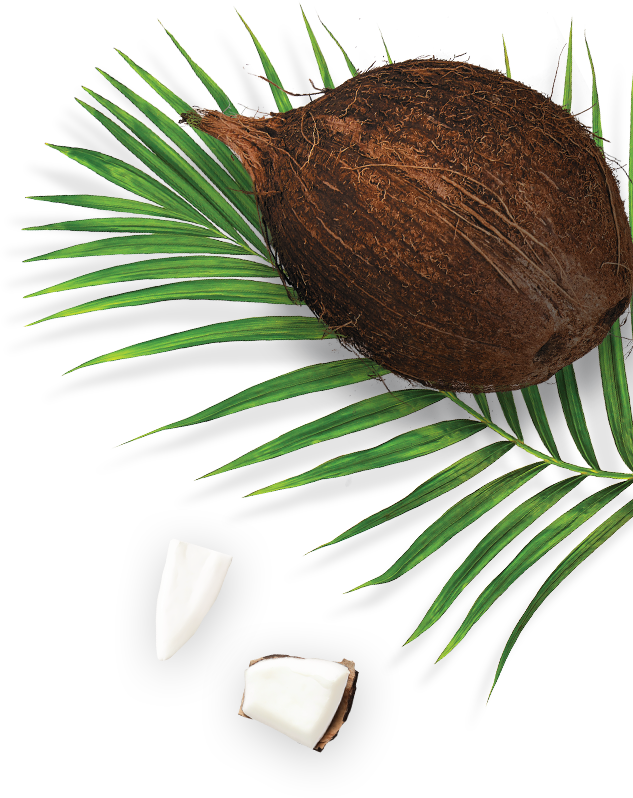 Coconut and Palm Leaf