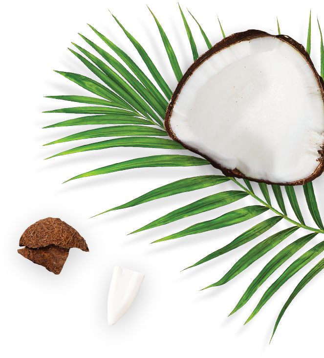 Coconut and Palm Leaf
